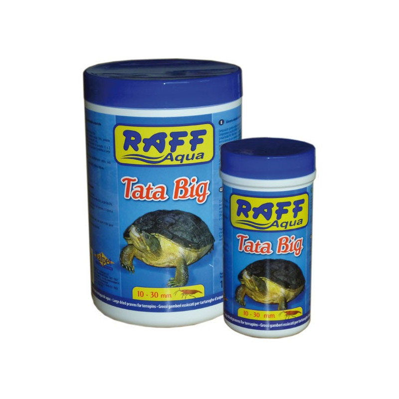 Raff Turtles - Tata Gammarus Big Raff Turtles - Tata Gammarus Big