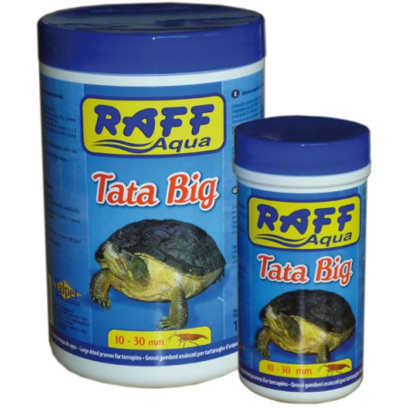 Raff Turtles - Tata Gammarus Big