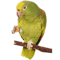  Lafeber NutriBerries Tropical Fruit Complete Parrot