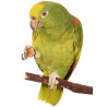  Lafeber NutriBerries Tropical Fruit Complete Parrot