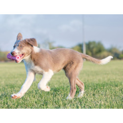 Kong Puppy Teething Stick