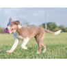 Kong Puppy Teething Stick