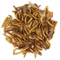 Claus Dried Mealworms  75gr