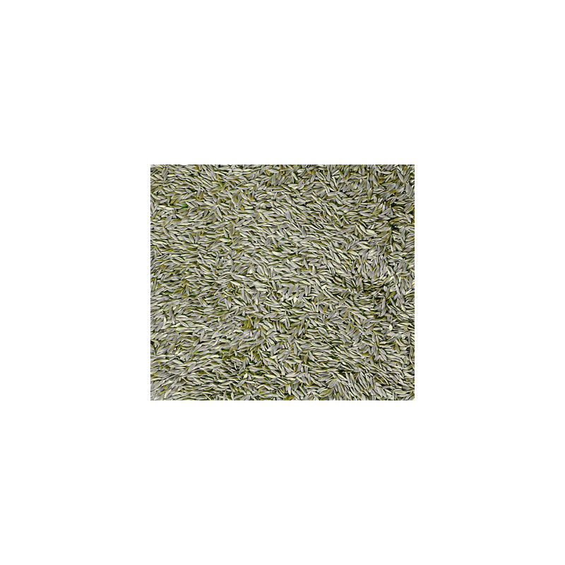 Vadigran Lettuce Seeds 3kg
