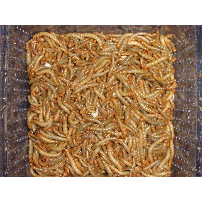 Mealworms Mealworms