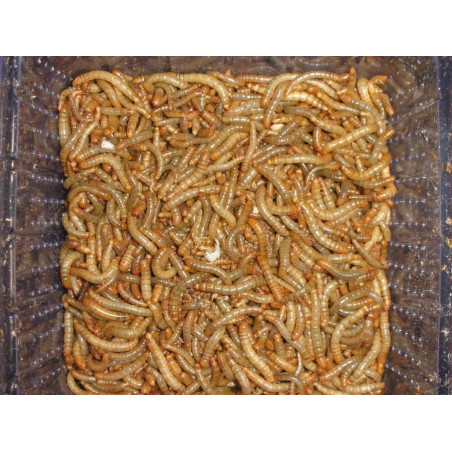 Mealworms