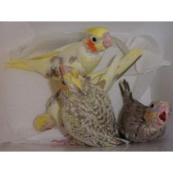 Cockatiels Ήμερα