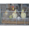 Cockatiels Ήμερα